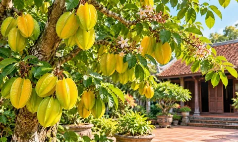 Trồng cây khế phong thủy tốt cho con giáp nào?