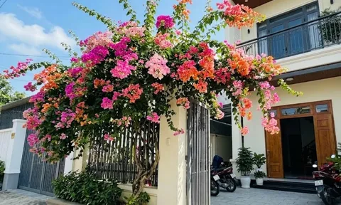 Trồng hoa giấy phong thủy ở vị trí nào để hút lộc vào nhà?