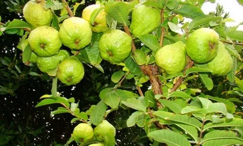Loại quả mọc bờ rào xưa chín rụng đầy nay thành đặc sản 40.000 đ/kg, trồng một lần thu hoạch nhiều năm, người thành phố ưa chuộng