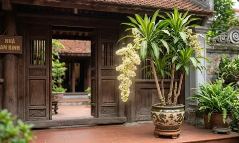 Cách trồng Thiết Mộc Lan ra hoa liên tục, lá xanh mướt quanh năm