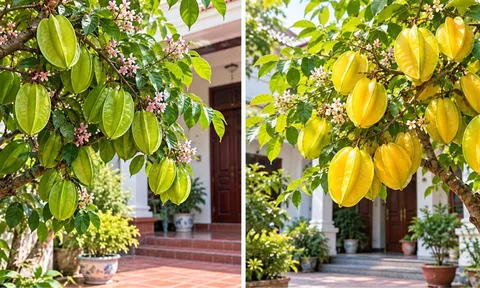 Trồng cây khế chua hay khế ngọt trước nhà sẽ tốt hơn?