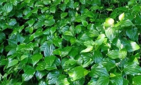Loại rau gia vị lớn nhanh như thổi, giàu dưỡng chất, trồng một lần thu hái quanh năm, giúp nông dân làm giàu