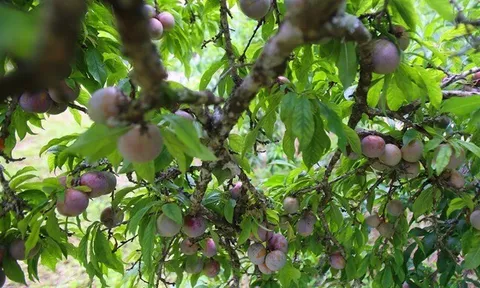 Loại quả xưa chín rụng đầy gốc nay thành đặc sản 75.000 đ/kg, trồng một lần thu hoạch nhiều năm, được ưa chuộng ở thành phố