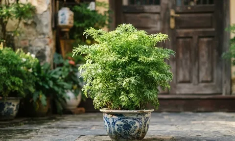 Cách chăm sóc cây đinh lăng ra nhiều lộc, lá xanh tốt quanh năm