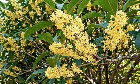 Mệnh hợp trồng cây mộc hương (quế hoa) nhất
