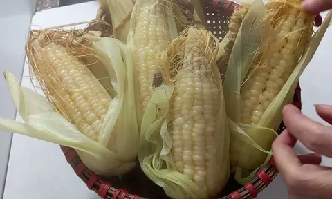 Mẹo luộc ngô nếp hạt dẻo ngọt đều