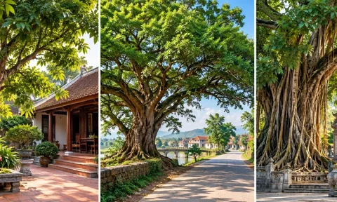 Người xưa dặn con cháu: 3 cây này cho tiền cũng không tự ý chặt, là những cây gì?
