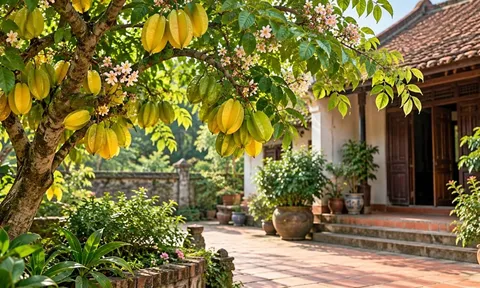 Vị trí nên tránh đặt cây khế trong nhà: Người xưa kiêng 3 chỗ này, vừa bất tiện vừa khó chăm cây