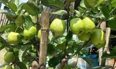 Loại quả mọc bờ rào xưa chín rụng đầy nay thành đặc sản 45.000 đ/kg, trồng một lần thu hoạch nhiều năm, người thành phố ưa chuộng