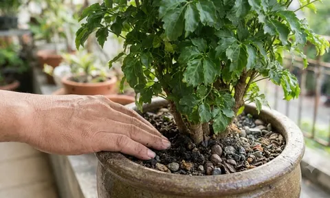 Bí quyết "hồi sinh" đinh lăng: Lá xanh mướt, đâm chồi nảy lộc quanh năm nhờ 4 nguyên tắc vàng