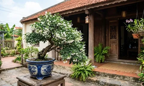Cách trồng Mai Chiếu Thủy nở hoa liên tục, lá xanh tốt quanh năm