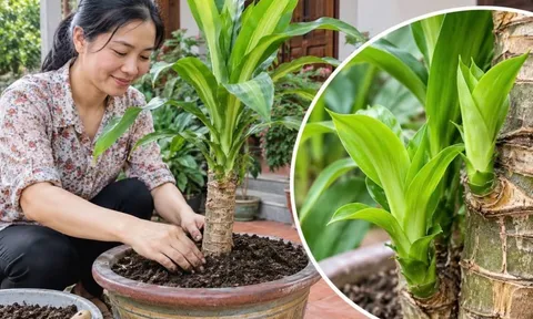 Cách trồng Thiết Mộc Lan nhanh trổ mầm, ra lá dày