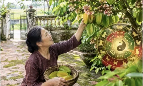 Tuổi nào hợp trồng khế trước cửa nhà?
