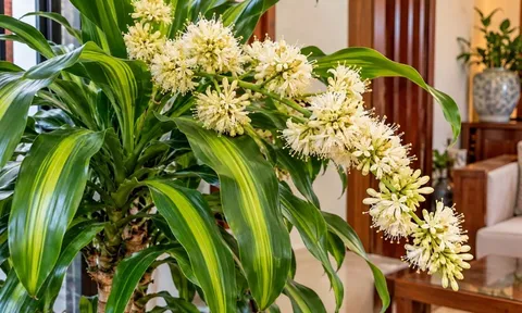 Thiết mộc lan nở hoa, chú ý điều này để tránh phạm kỵ, giữ cây đẹp và không gian hài hòa