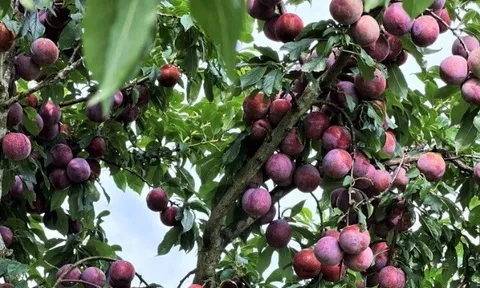 13 loại quả tốt cho da, Việt Nam trồng bạt ngàn thành đặc sản chỉ từ 25.000 đ/kg, chợ Việt bán nhiều