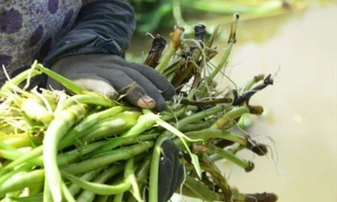 Món xưa "nhà nghèo" ăn đến chán ngán, nay thành đặc sản nổi tiếng khắp nơi giá 70.000 đ/kg, người thành phố ưa chuộng