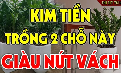 2 vị trí trồng kim tiền: Tiền Vào Như Nước