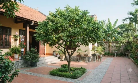 Không hợp tuổi có trồng khế trước nhà được không? Cách hóa giải chuẩn phong thủy