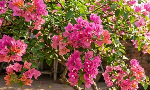 Làm thế nào để hoa giấy nở đúng dịp Tết?