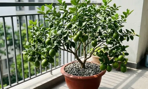Mệnh nào trồng cây chanh hút tài lộc vào nhà?