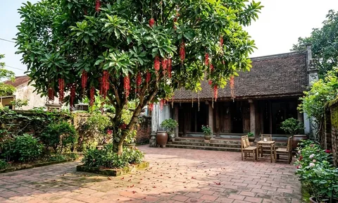 Nên trồng Khế hay Lộc Vừng trước nhà? Chọn cây theo tuổi và diện tích sân
