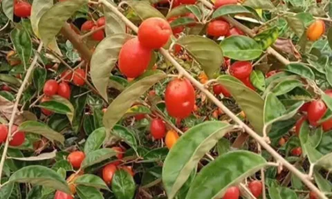 Loại quả mọc bờ rào xưa chín rụng đầy nay thành đặc sản 70.000 đ/kg, trồng một lần thu hoạch nhiều năm, người thành phố ưa chuộng