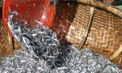 Loại cá tốt trên thế giới ở Việt Nam đang vào mùa, xưa giá rẻ bèo nay thành đặc sản từ 65.000 đồng/kg, tốt hơn cá hồi