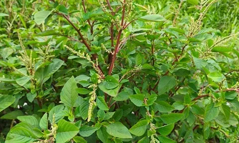 Cây dại mọc bờ rào nay thành đặc sản nổi tiếng, giá 80.000 đ/kg được người thành phố ưa chuộng, trồng 35 ngày cho thu hoạch
