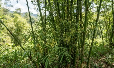 4 loài cây càng nở hoa càng khiến người trồng tiếc nuối: Có cây chỉ bung nở một lần trong đời