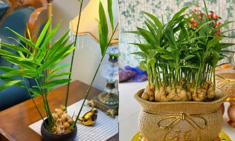 Mệnh nào trồng gừng phong thủy hút tài lộc vào nhà?
