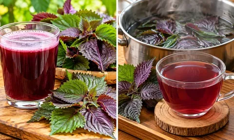 Nên uống nước tía tô sống hay chín?