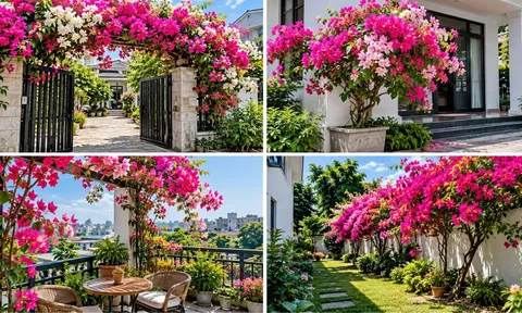 Trồng hoa giấy ở đâu tốt cho phong thủy?