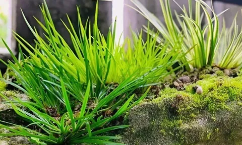 Loại cây nhìn như cỏ dại “lên chậu” thành bonsai vừa lạ vừa đẹp, nhiều người săn lùng làm cây cảnh trong nhà