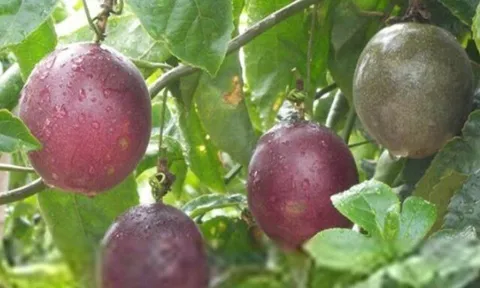 Loại quả mọc bờ rào xưa chín rụng đầy nay thành đặc sản 40.000 đ/kg, trồng 6 tháng cho thu hoạch, người thành phố ưa chuộng