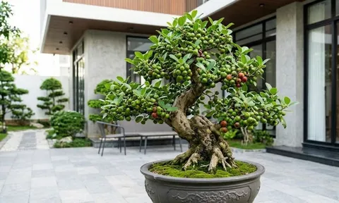 2 mệnh trồng cây sung trong nhà, sự nghiệp thăng hoa, tiền về như thác đổ