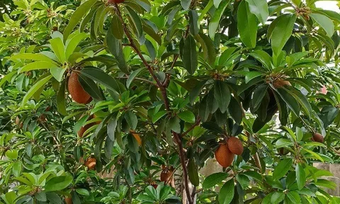 Loại quả xưa chín rụng đầy gốc nay thành đặc sản 100.000 đ/kg, trồng một lần thu hoạch nhiều năm, người thành phố ưa chuộng