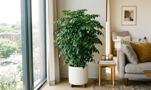3 vị trí tốt nhất trồng cây Hạnh Phúc: Tiền Vào Như Nước