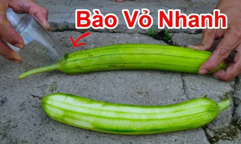 Cách gọt mướp giữ nguyên màu xanh đẹp giòn ngọt