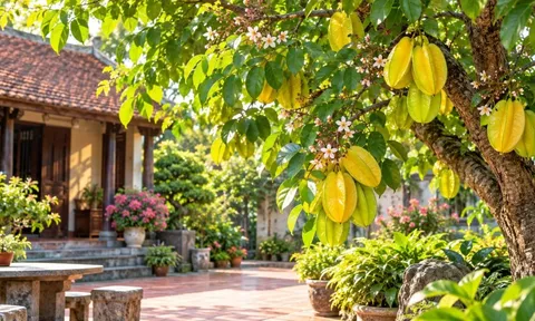 Lời khuyên cho những gia đình muốn trồng cây khế phong thủy