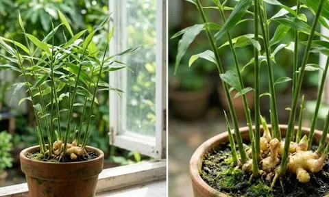 Lời khuyên cho những người muốn trồng cây gừng phong thủy, hút tài lộc