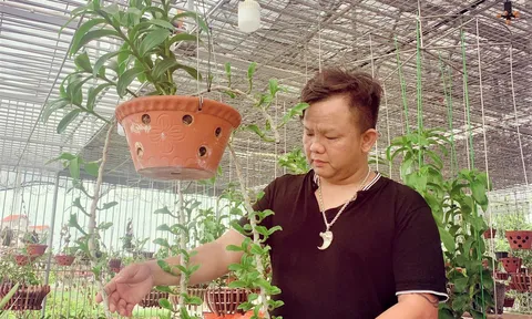 Anh Nguyễn Đăng Ghin (Phú Xuyên - Hà Nội) chia sẻ về lợi ích của thú chơi hoa lan
