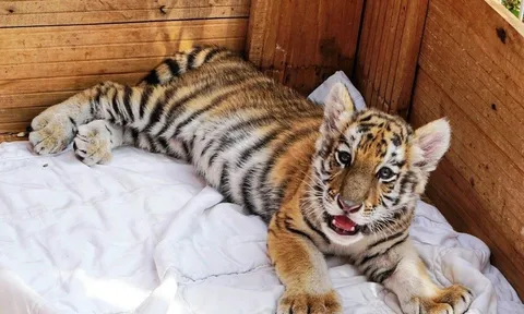 Dân mạng phấn khích với chú hổ Bengal đáng yêu hết nấc tại FLC Zoo Safari Park Quy Nhon