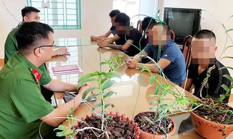 Công an cảnh báo bẫy "bong bóng" hoa lan đột biến