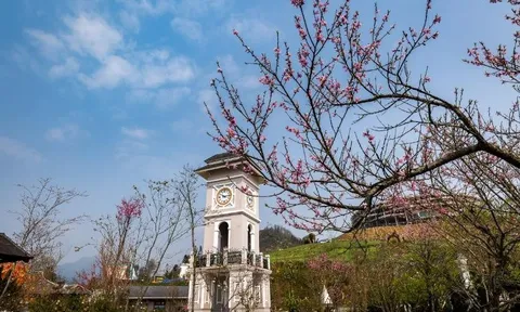 Lên Sa Pa ngắm anh đào Nhật Bản và thung lũng tình yêu đẹp mê ly