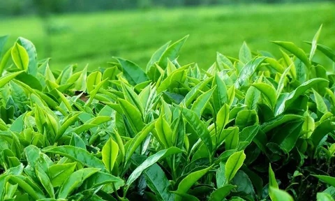 Chè Thái Nguyên và những tiêu chí làm nên đệ nhất danh trà