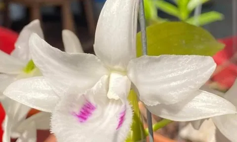 Đấu giá mắt thức lan đột biến Đôi mắt pleiku xanh: Kỳ vọng hàng chục tỷ đồng góp cho quỹ phòng chống COVID19