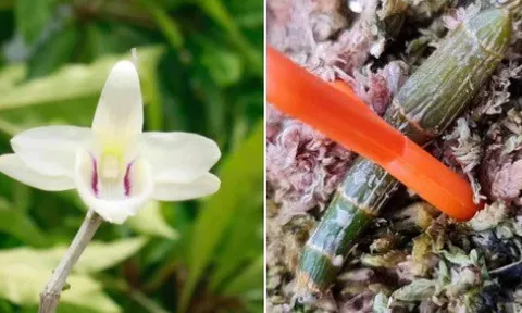 Xôn xao đấu giá 2 mầm lan đột biến được trên 30 tỷ đồng để gây quỹ phòng chống COVID-19