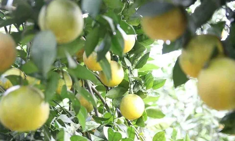Hòa Bình: Sắp diễn ra Hội chợ nông nghiệp OCOP miền núi phía Bắc- Tuần lễ cam Cao Phong năm 2020