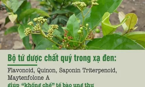 Mách nhỏ chị em cách dùng cây xạ đen hỗ trợ điều trị u xơ tử cung