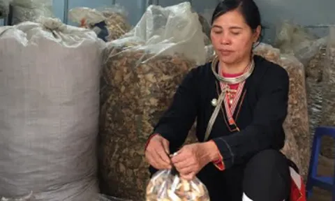Mát tay chữa khỏi đau nhức xương khớp của vị lương y vùng núi